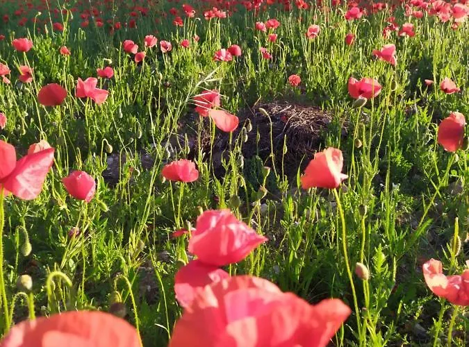 Le Cascatelle بيت ضيافة 4*